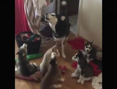 Σκυλίτσα μαθαίνει τα κουτάβια της να γρυλίζουν! (βίντεο)